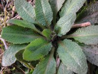 Arabidopsis thaliana 2, Zandraket, Saxifraga-Rutger Barendse